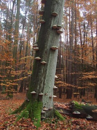 秋天，森林，树木真菌