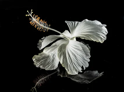 芙蓉花，开花，花，白，棉花糖