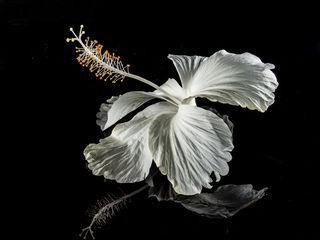 芙蓉花，开花，花，白，棉花糖