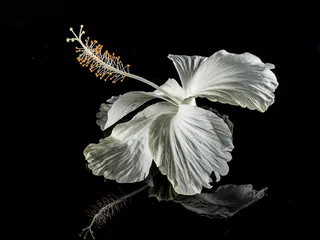 芙蓉花，开花，花，白，棉花糖