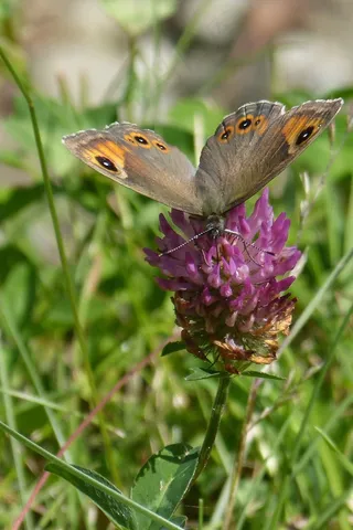 蝴蝶，棕眼，Lasiommata Maera，红三叶草
