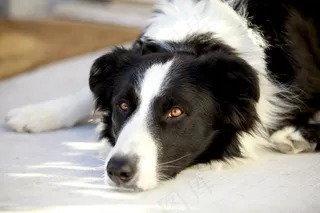 狗，看看，宠物，动物，动物，哺乳动物，小狗，朋友