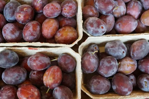 李子,健康,美味,水果,吃,食品 李子,健康,美味,水果,吃,食品