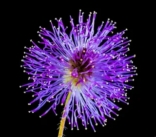 野花，小花，紫色