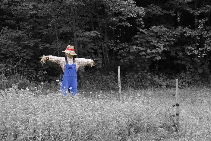 稻草人，自然，花园，花卉，植物，园艺