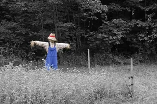 稻草人，自然，花园，花卉，植物，园艺