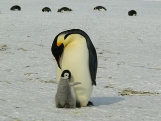 企鹅，皇帝，南极，生活，动物，可爱，冰