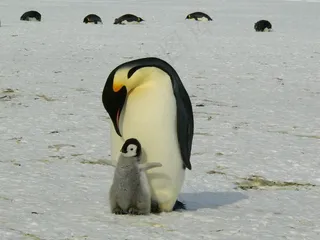 企鹅，皇帝，南极，生活，动物，可爱，冰