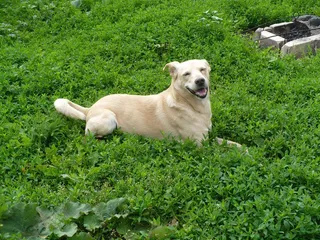 狗，沼地，夏天，围场，杂种，米色，快乐，草甸