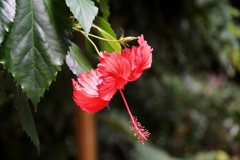 芙蓉花，花，宏，红色