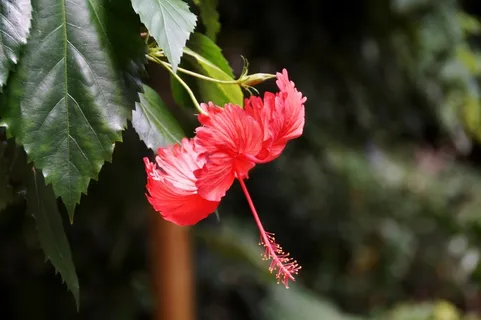 芙蓉花，花，宏，红色