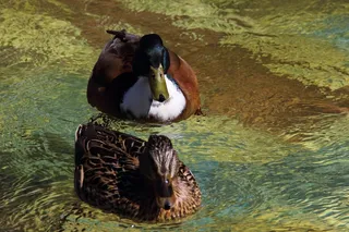 鸭，绿头野鸭，水，鸟，动物，羽毛，鸟类