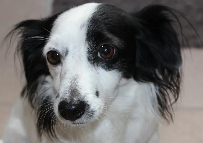 狗，动物，头，肖像，黑色，毛皮，鼻子，眼睛