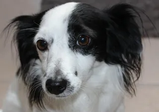 狗，动物，头，肖像，黑色，毛皮，鼻子，眼睛