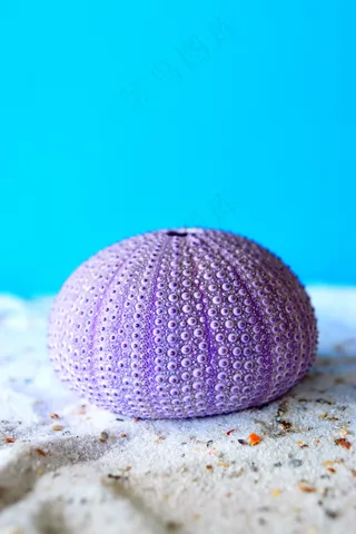 海胆，海，沙，艺术