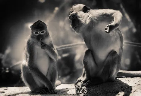 山猴，动物，猿，Äffchen，生物，哺乳动物