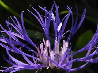 开花，花，紫色，野花，夏天