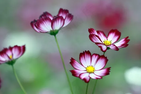 宇宙,宇宙,花,整洁 宇宙,宇宙,花,整洁