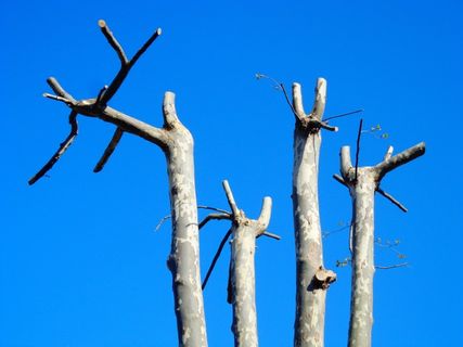 树，树干，分支机构，树干，春天，新芽