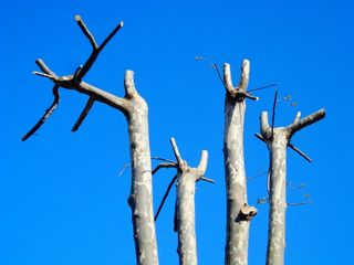 树，树干，分支机构，树干，春天，新芽