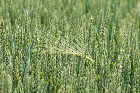小麦，大麦，谷物，粮食，穗，字段