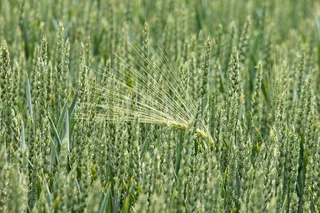 小麦，大麦，谷物，粮食，穗，字段