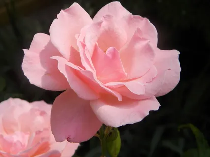 玫瑰,春天,粉红色,花 玫瑰,春天,粉红色,花