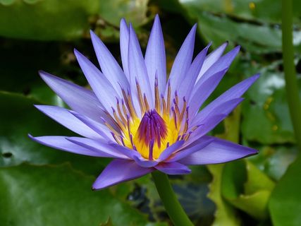 植物,韭兰,紫莲花,花卉,睡莲花,睡莲的近似 植物,韭兰,紫莲花,花卉,睡莲花,睡莲的近似
