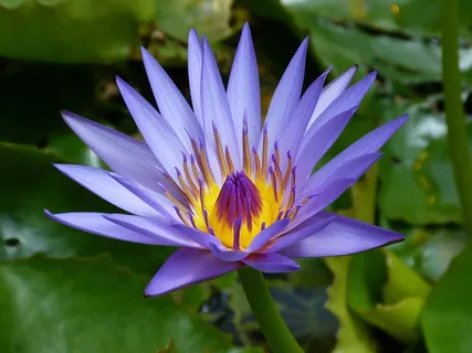 植物,韭兰,紫莲花,花卉,睡莲花,睡莲的近似 植物,韭兰,紫莲花,花卉,睡莲花,睡莲的近似