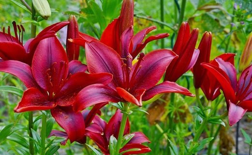 莉莉，紫色，花，性质，花的，植物，春天