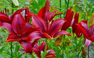 莉莉，紫色，花，性质，花的，植物，春天