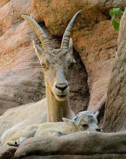 摩ri座，山，男孩，高山，角，年轻的动物