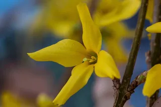 春天觉醒，春天，开花，连翘