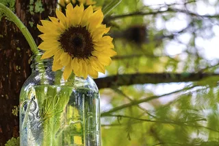 向日葵，梅森罐，球罐，在户外，性质，树