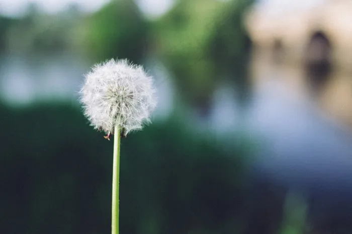 蒲公英，花，性质，模糊