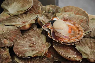贻贝，扇贝，食品，海鲜，地中海美食