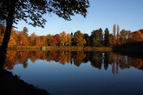 秋，树木，湖，镜像，景观