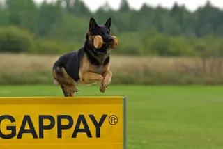 狗，德国牧羊犬，动物，服从，竞争