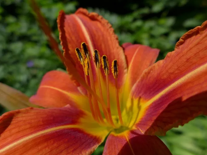 百合，开花，花，植物，关闭，自然
