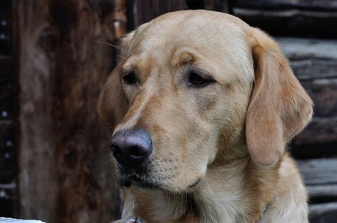 狗，拉布拉多，头，关闭，宠物，明亮的外套