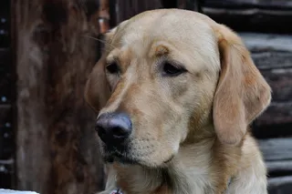 狗，拉布拉多，头，关闭，宠物，明亮的外套