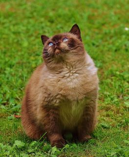 猫，英国短毛猫，戏剧，米氏，纯种，亲爱的