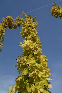 啤酒花,啤酒花水果,翁贝,纯正啤酒花,啤酒酿造 啤酒花,啤酒花水果,翁贝,纯正啤酒花,啤酒酿造