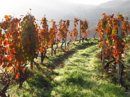 葡萄牙，葡萄酒，杜罗河，葡萄园，谷，景观