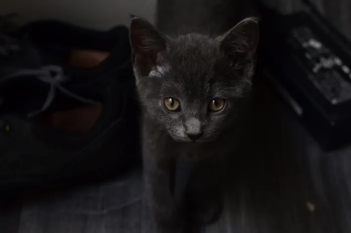 猫，鞋，黑色