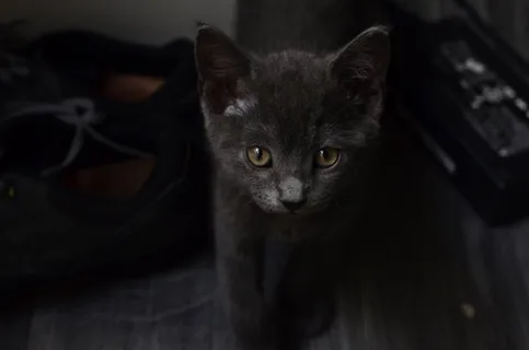 猫,鞋,黑色 猫,鞋,黑色
