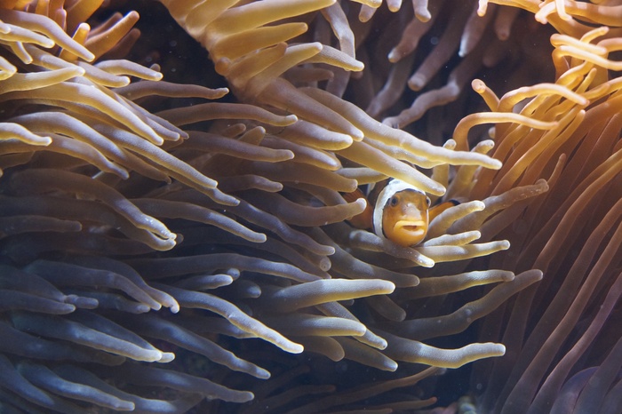 海葵，触手，海葵，生物，水下