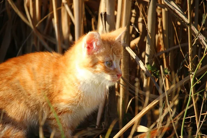 猫，小猫，猫宝宝，幼猫，鲭鱼