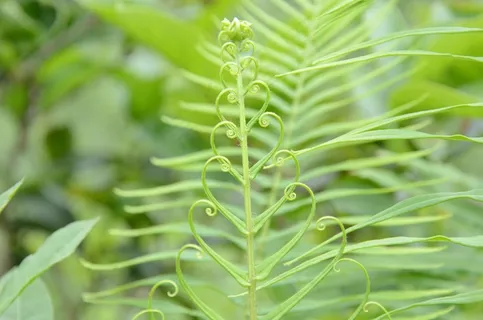蕨类,植物,心脏,绿色 蕨类,植物,心脏,绿色