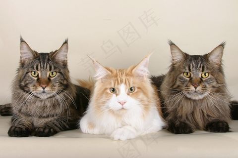 猫，缅因库恩猫，三，可爱，动物，猫的